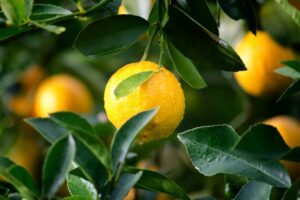 Lire la suite à propos de l’article Tarte au citron meringuée, le dessert rafraichissant pour l’été