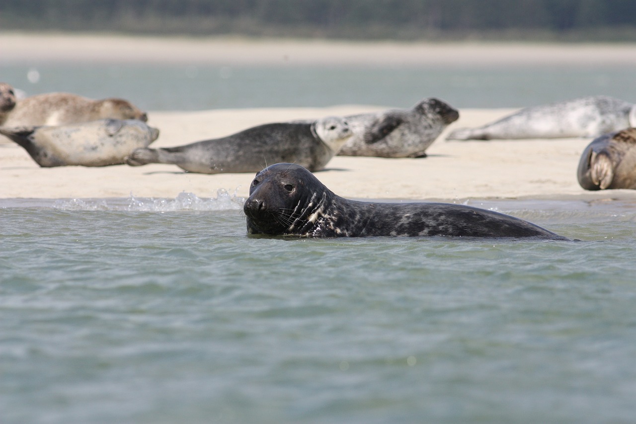 Lire la suite à propos de l’article Zoom sur le parc régional de la Baie de Somme : St-Valery-sur-Somme