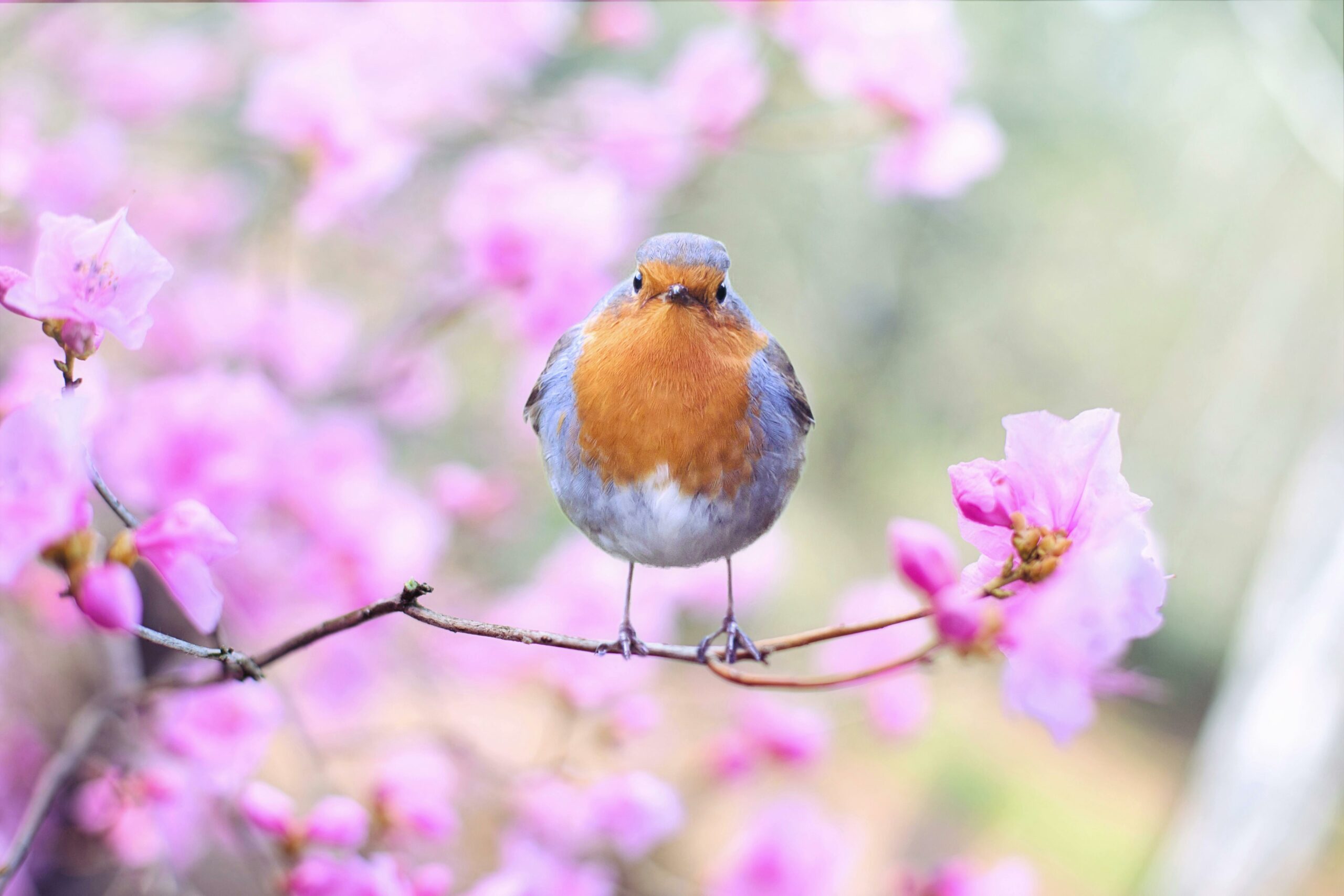Lire la suite à propos de l’article Est-il possible de nourrir les oiseaux toute l’année, y compris en été ? 🐦